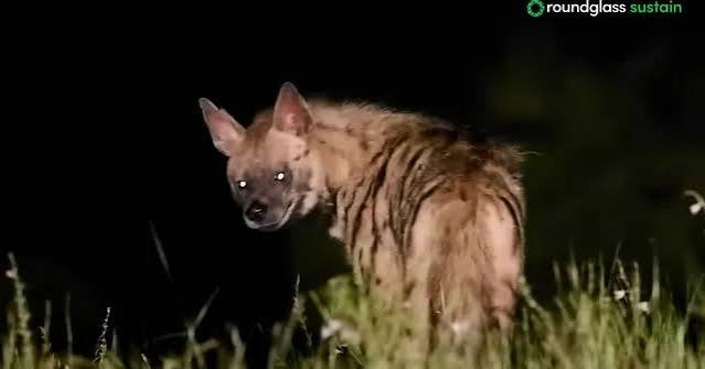How Striped Hyenas Keep Saswad's Grasslands Clean & Healthy