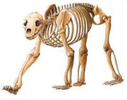 polar bear skeleton mammals mammals anatomy polar bear skeleton mammals mammals anatomy anatomy bear ma animal skeletons polar bear dog skeleton