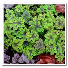 This mod allows easier gui creation with layouts and additional gui elements. Tiarella Fingerpaint Foam Flower Sugar Creek Gardens