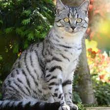 If you have children and other pets at home then this breed can easily adjust with them. American Shorthair