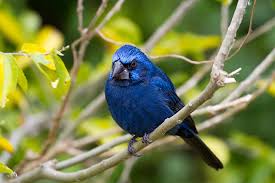 Image result for Micractis bojeri