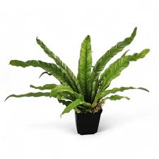 Image result for Asplenium goetzei