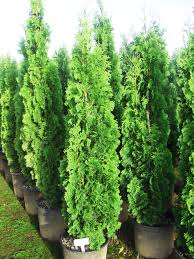 Degroot S Spire Arborvitae Arborvitae Shade Landscaping Arborvitae Tree