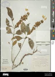 Image result for Ecbolium clarkei