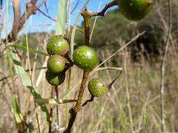 Image result for Rhoicissus tridentata
