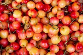 The choke cherry, black stone cherry, morello, north star, napoleon, and spanish cherry cherries are some of the less well known types. Covid 19 Slams Washington S Apple And Sweet Cherry Pickers Modern Farmer