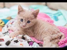 Rescuing Chloe A Paralyzed Kitten I Love Chloe So Much Teamchloe Gochloego Kittens Kitten Kitten Rescue
