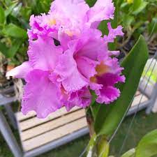 Sangat sesuai dengan cuaca panas kat negara kita nih.habitatnya adalah pada dahan pokok, tapi bleh jer tanam dalam. Orkid Cattleya Orkid Hybrid Hutan Sold Out Shopee Malaysia