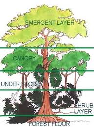 Rainforest Walk Diagram Google Search Rainforest Activities Rainforest Project Rainforest Ecosystem
