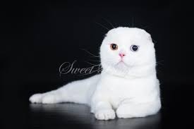 Sweet Beast Com Scottish Fold Veterans