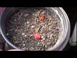 Simply press the seeds into a moist potting medium in seed starter trays, and allow several weeks for germination. Starting Strawberries From Fresh Seeds From The Fruit Youtube