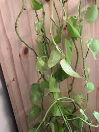 We did not find results for: How Do I Fix My Neon Pothos Leaves Are Both Yellowing Overwatering And Limp Curly Underwatering Plantclinic