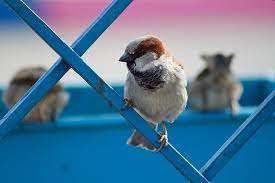 Our brand of pest bird abatement and management services utilize all available techniques and products available to deliver excellent results to out clients. Blog News And Insights Copesan
