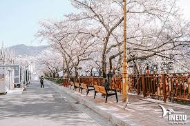 Nhân sâm hàn quốc được sử dụng để tăng cường và bồi bổ sức khỏe. Ä'áº¡i Sá»© Quan Han Quá»'c Táº¡i Viá»‡t Nam á»Ÿ Ä'au Co Nhiá»‡m Vá»¥ Gi