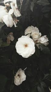 Pin De Ingadervishi Em Vibes Cores De Flores Papel De Parede Flores Flores