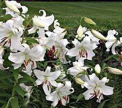 With a white flower petal decorated with ombre red speckles it's look like a burst of color from within. Lilies Lily Flower Bulbs Types Of Lilies White Flower Farm