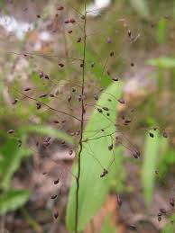 Image result for Dichaetanthera erici-rosenii