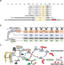 Bizhub c554 / c454 / c364 / c284 / c224 / c554e / c454e / c364e / c284e / c224e. Regulation Of Cell Cycle Drivers By Cullin Ring Ubiquitin Ligases Experimental Molecular Medicine