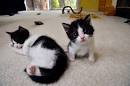 Petit chat noir et blanc saposamuse avec laposeau du robinet -