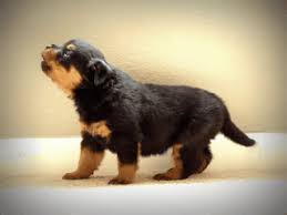 Share the best gifs now >>>. 12 Cute Rottweilers To Cheer You Up Rover Blog