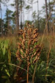 Image result for Stenostelma capense