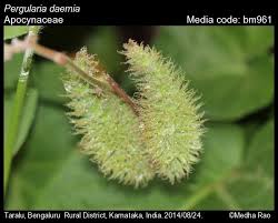 Image result for Pergularia