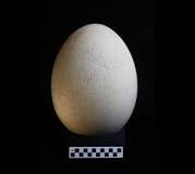 Giant, Intact Egg of the Extinct Elephant Bird Found in ...