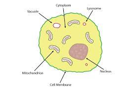 In this video i'm going to draw labelled diagram of animal cell.in this video you will see the diagram of animal cell and it's labelling.this diagram of. Structure Of An Animal Cell Science Learning Hub
