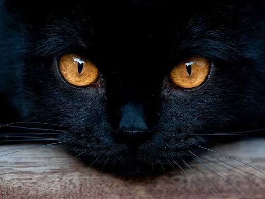 Why Do Cats' Eyes Glow in The Dark?