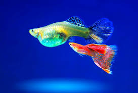Glaub ich seefisch ganz lecker. Aufzucht Von Guppys Im Aquarium Alle Infos Und Details
