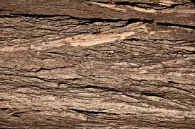 Wooden Trunk 16 Jpg 3000 2000 Wood Texture Wooden Trunks Wood