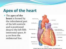 Going laterally from the sternum, between the 6th and 7th rib, we'd find the apex of the heart. Apex Definition Anatomy Anatomy Drawing Diagram