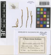 Image result for Englerina schubotziana