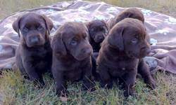 2 Gorgeous Pure Chocolate Lab Puppies For Sale In Melfort Saskatchewan Nice Pets Online
