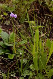 Image result for Cyanotis vaga