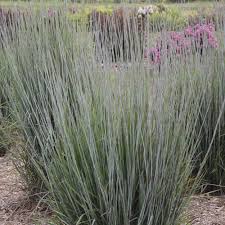 Image result for Schizachyrium claudopus