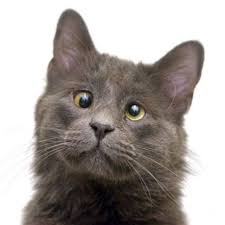 Belarus An Adorable Cross Eyed Rescue Cat Is Using His Unique Appearance To Raise Funds For Animal Rescues And Charities A Cat Rescue Animal Shelter Animals