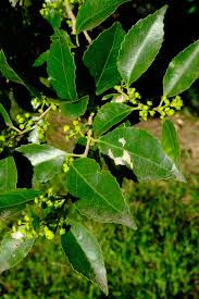 Image result for Scolopia mundii
