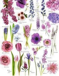 Coneflower prefers full sun and tolerates drought. Matrimonial Meg Flower Power Purple Flowers Purple Wedding Flowers Wedding Flowers Tulips