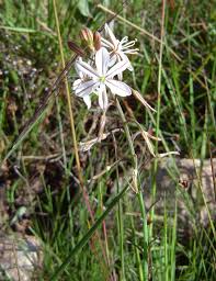 Image result for Trachyandra saltii