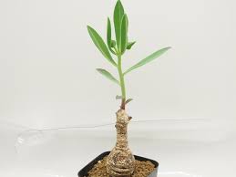 Image result for Euphorbia platycephala