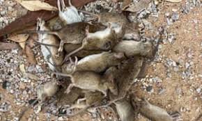 Sign up to receive our rundown of the day's top stories direct to your inbox. Three Hospital Patients Bitten As Mouse Plague Sweeps Western Nsw Rural Australia The Guardian