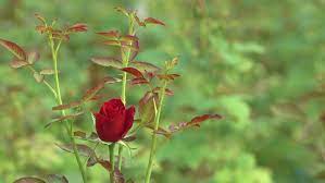 Falling red rose petals isolated on white background. Worlds Best Valentine Love Red Stock Footage Video 100 Royalty Free 21080386 Shutterstock