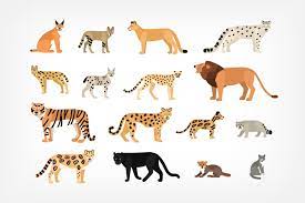 Felidae Cats Set And Seamless Big Cats Art Big Cat Tattoo Animal Illustration