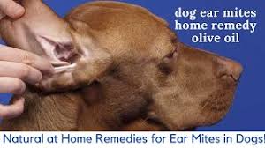 Reading it will help make people aware of how dangerous so many of these things are for cats, even the ones labeled for cats and kittens. Dog Ear Mites Home Remedy Olive Oil Natural At Home Remedies For Ear Mites In Dogs Youtube