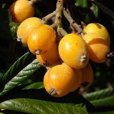 In today's uncertain times, more people are looking to plant nut trees and fruit trees and plants now than ever before. Asian Varieties California Tropical Fruit Tree Nursery