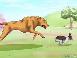 We did not find results for: Cara Menenangkan Kelinci 8 Langkah Dengan Gambar Wikihow