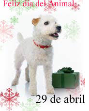 Alta transmisión con impacto en los jóvenes y tensión en el sistema de salud 28/04/2021 Dia Del Animal 29 De Abril Mascotas Foyel