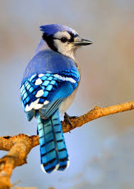 Bird Flying Into Window Meaning Blue Jay Animal Symbolism And Meanings Blue Jay Jay Bird Animal Symbolism