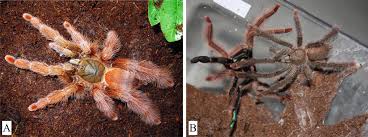 Payments made here will post to your florida pest control account within 2 business days. Tarantulas In Captivity Raising And Breeding Springerlink